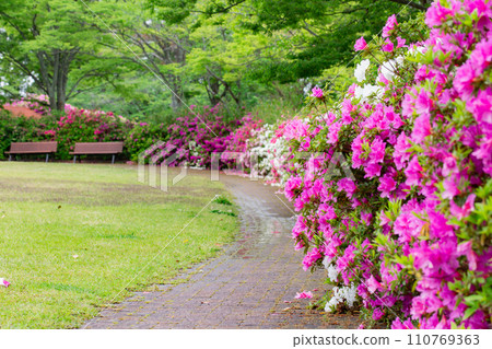 香川縣高松市佛生山公園的杜鵑花 香川縣高松市佛生山公園的杜鵑花 110769363