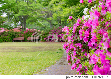 香川縣高松市佛生山公園的杜鵑花 110769364