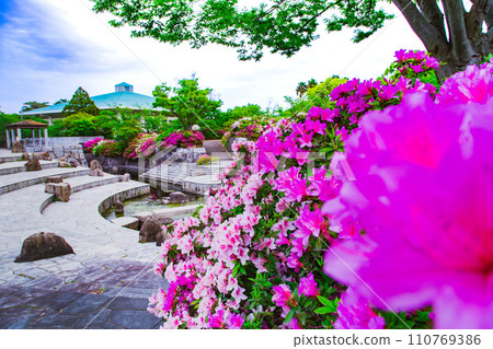 香川縣高松市佛生山公園的杜鵑花 香川縣高松市佛生山公園的杜鵑花 110769386