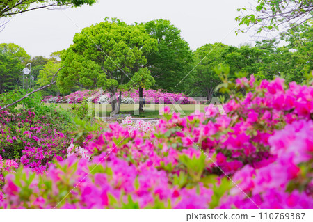 香川縣高松市佛生山公園的杜鵑花 110769387