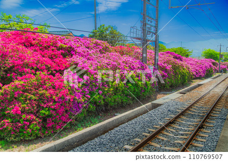 香川縣觀音市 JR 豐濱站杜鵑花 香川縣觀音市 JR 豐濱站杜鵑花 110769507