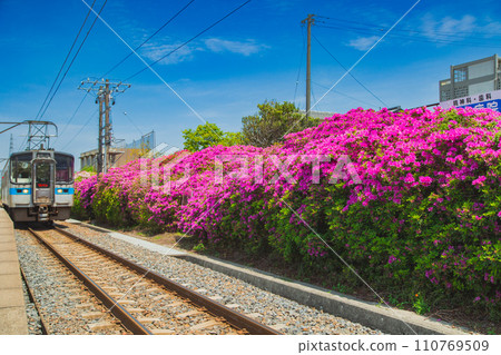 Azalea at JR Toyohama Station, Kanonji City, Kagawa PrefectureAzalea at JR Toyohama Station, Kanonji City, Kagawa Prefecture Azalea at JR Toyohama Station, Kanonji City, Kagawa PrefectureAzalea at JR Toyohama Station, Kanonji City, Kagawa Prefecture 110769509
