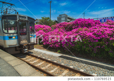 Azalea at JR Toyohama Station, Kanonji City, Kagawa PrefectureAzalea at JR Toyohama Station, Kanonji City, Kagawa Prefecture 110769515