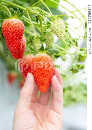 Strawberry picking Strawberry picking 110769543