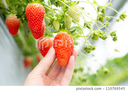 Strawberry picking 110769545
