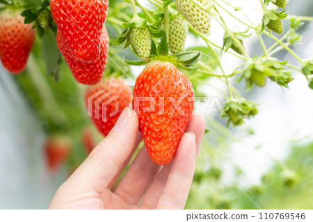 Strawberry picking 110769546