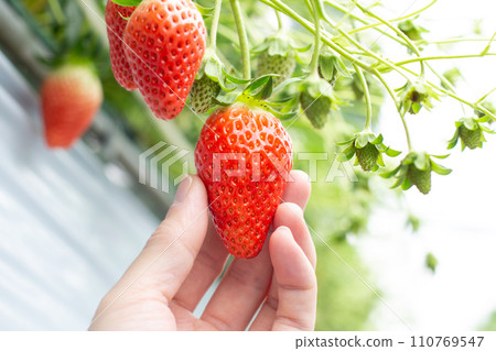 Strawberry picking 110769547