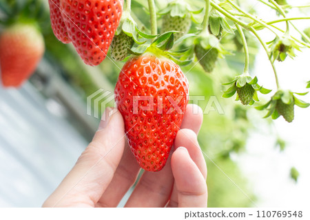 草莓採摘 110769548