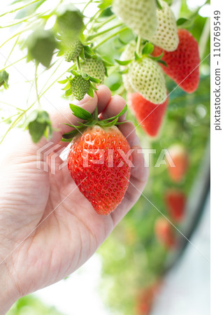 草莓採摘 草莓採摘 110769549