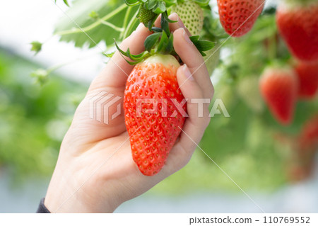 草莓採摘(兒童) 草莓採摘(兒童) 110769552