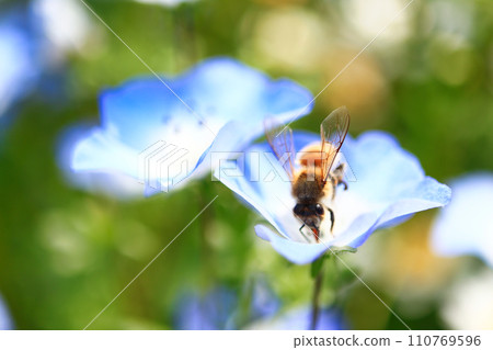 蜜蜂吮吸nemophila的花蜜 蜜蜂吮吸nemophila的花蜜 110769596