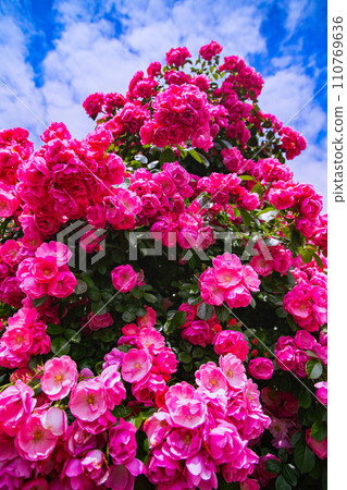 Fashionable sunport Takamatsu and rose garden 110769636