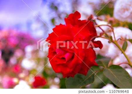 Fashionable sunport Takamatsu and rose garden Fashionable sunport Takamatsu and rose garden 110769648
