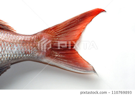 Caudal fin of red sea bream. The black tip is the mark of red sea bream 110769893