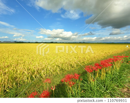 A cluster amaryllis that blooms in a rice field 110769931