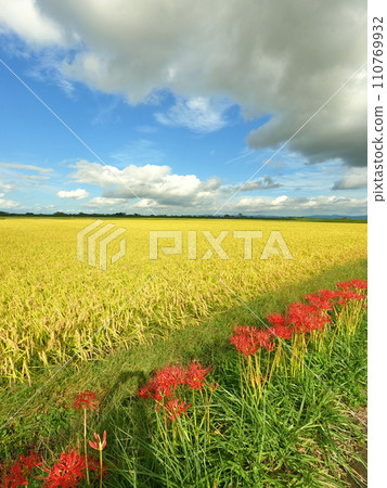 在稻田裡盛開的群集孤挺花 在稻田裡盛開的群集孤挺花 110769932