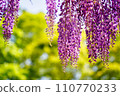 wisteria flowers in full bloom 110770233
