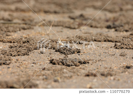 Crab on the beach of Iriomote Island, Okinawa Prefecture Crab on the beach of Iriomote Island, Okinawa Prefecture 110770270