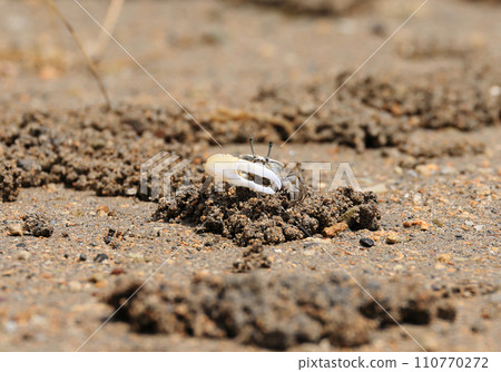 沖繩縣西表島海灘上的螃蟹 110770272