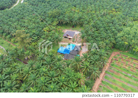 Aerial top view of a small house in lush green trees from above in tropical forest in national park in summer season. Natural landscape. Pattern texture background. Aerial top view of a small house in lush green trees from above in tropical forest in national park in summer season. Natural landscape. Pattern texture background. 110770317