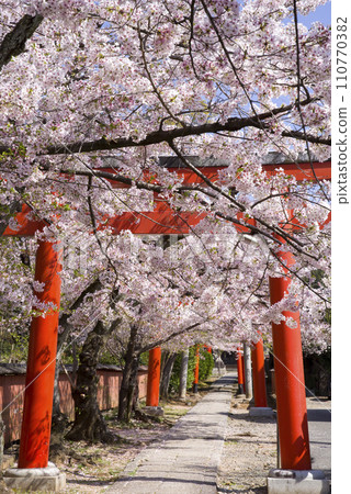 鳥居門和一排櫻花樹 110770382
