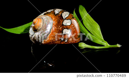 South African Turban Shell on a black background 110770489
