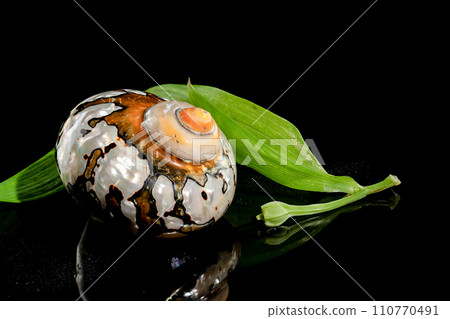 South African Turban Shell on a black background 110770491