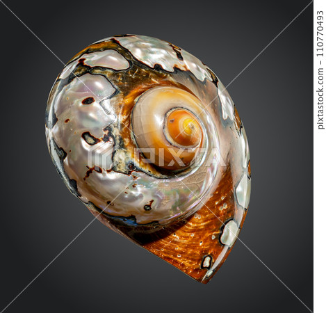 South African Turban Shell on a gray background 110770493