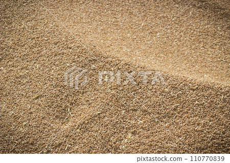 Rye or wheat grain after harvest time Rye or wheat grain after harvest time 110770839