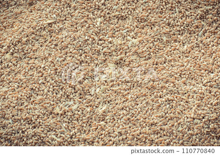 Rye or wheat grain after harvest time Rye or wheat grain after harvest time 110770840