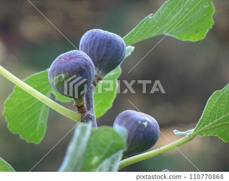無花果樹結有成熟和色彩的果實 無花果樹結有成熟和色彩的果實 110770868