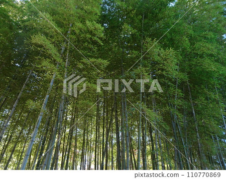 由茂密的竹子組成的竹林 由茂密的竹子組成的竹林 110770869