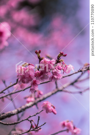2024 Amami Spring Hikan Cherry Blossoms 2024 Amami Spring Hikan Cherry Blossoms 110770890