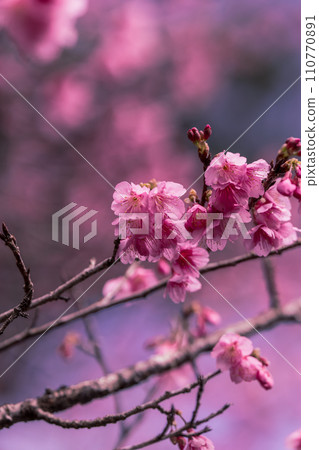 2024 Amami Spring Hikan Cherry Blossoms 110770891