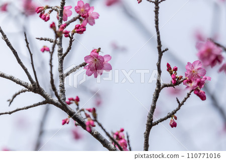 2024 Amami Spring Hikan Cherry Blossoms 110771016
