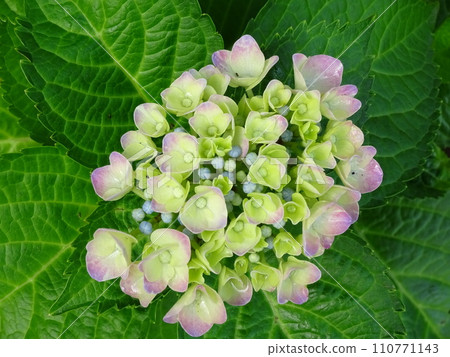 繡球花開始綻放 繡球花開始綻放 110771143