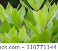 Beautiful light green bay leaves 110771144