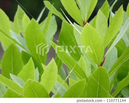 美麗的淺綠色月桂葉 110771144