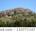 A colorful wild cherry tree blooming all over Takamine 110771147