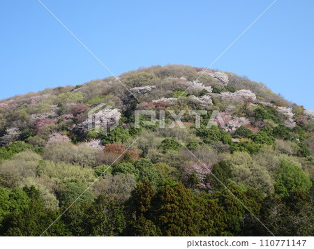 A colorful wild cherry tree blooming all over Takamine 110771147