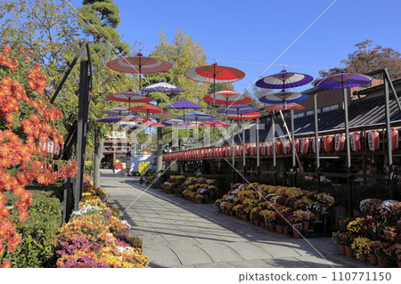 Colorful Japanese umbrellas floating on the approach to Kasama Inari against a clear blue sky Colorful Japanese umbrellas floating on the approach to Kasama Inari against a clear blue sky 110771150