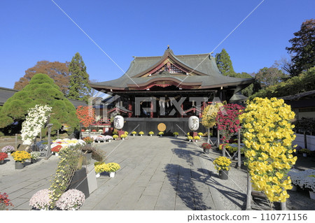 The grounds of Kasama Inari Shrine, where chrysanthemums are in full bloom under a clear blue sky 110771156