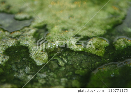 Moss in the water 110771175