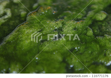 Moss in the water 110771176