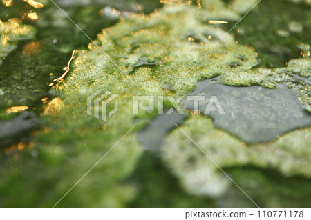 Moss in the water 110771178