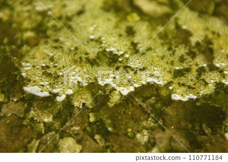 Moss in the water 110771184