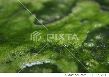 Moss in the water Moss in the water 110771201