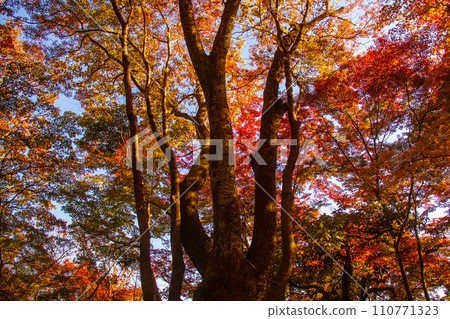 [Kyoto Scenery] Enjoy the quiet time in Arashiyama area surrounded by autumn leaves 110771323