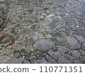 Stone pavement leading to a Japanese-style garden walkway 110771351