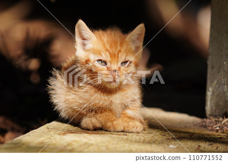 cute brown tabby kitten 110771552